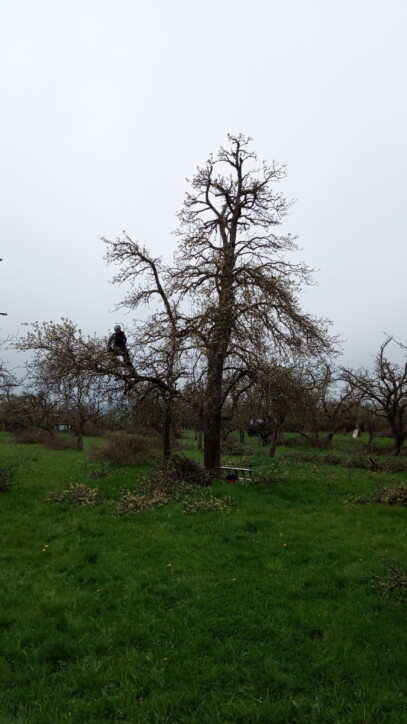 Markus